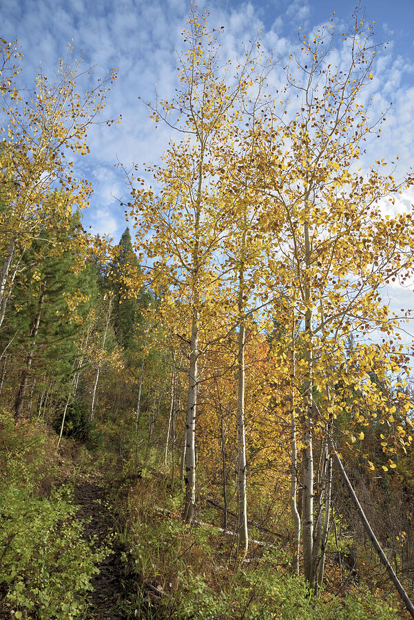 Blue Skies, Yellow Aspens Photograph by Leanna Kotter