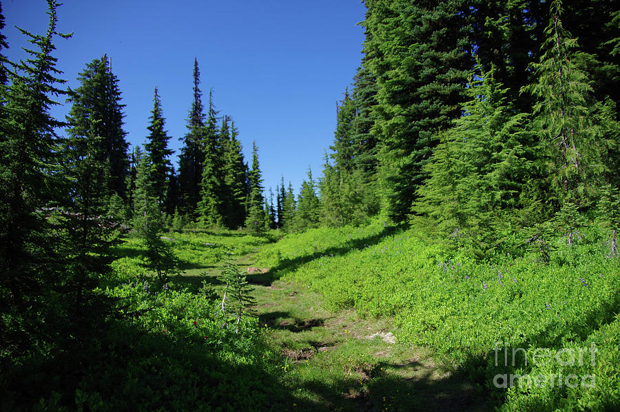 Tree Photograph - Blue sky and alpine forest by Jeff Swan
