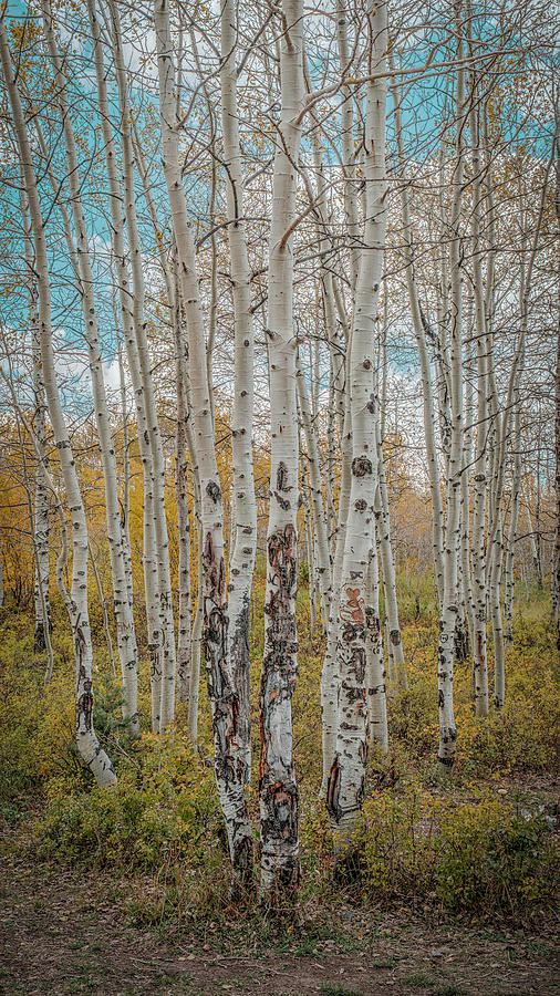 Blue Sky and Aspens Photograph by Laura Hedien