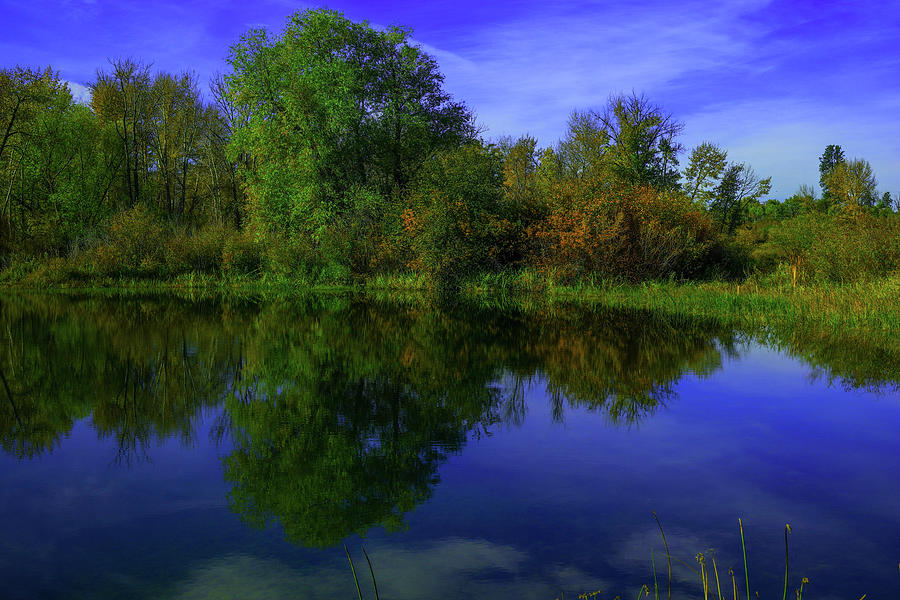 Blue sky and trees reflected in still water Photograph by Jeff Swan