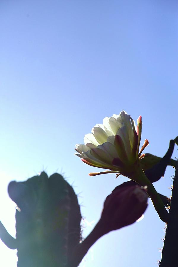 Blue Sky and White Cactus Flower Photograph by Christopher Mercer