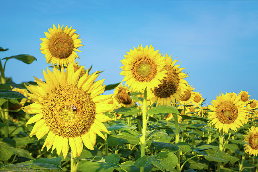 Blue Sky And Yellow Sunflowers Photograph by Jordan Hill