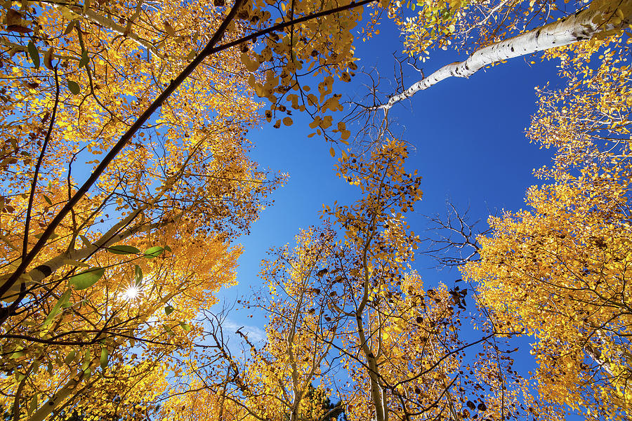 Blue Sky Autumn Bliss Photograph by James BO Insogna