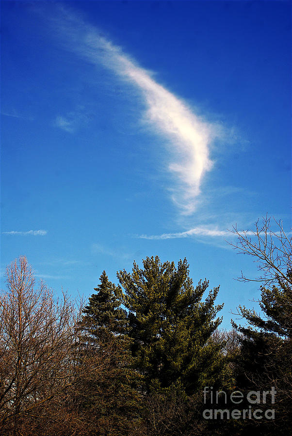 Blue Sky Cloud Over The Pines Photograph