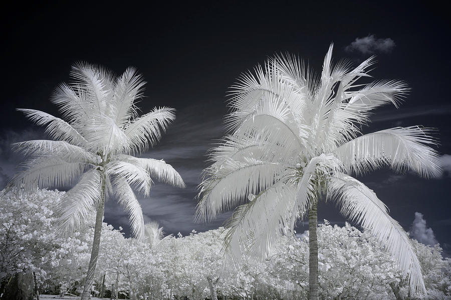 Blue Sky Infrared Palms Photograph by Luke Moore