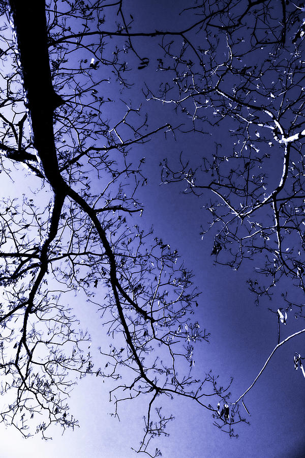 Blue Sky, Leafless Branches  Photograph by W Craig Photography