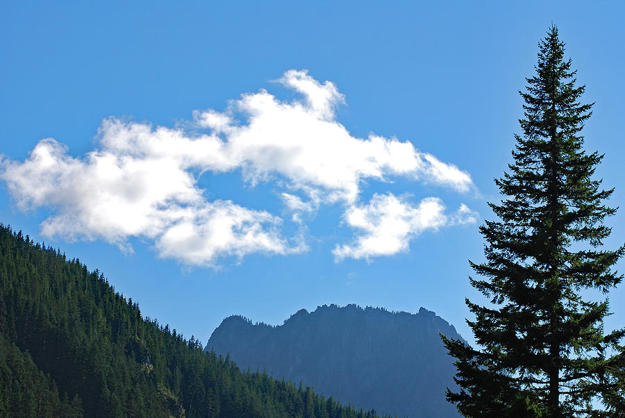 Bird on a Cloud. Mount Rainier National Park Photograph by Connie Fox