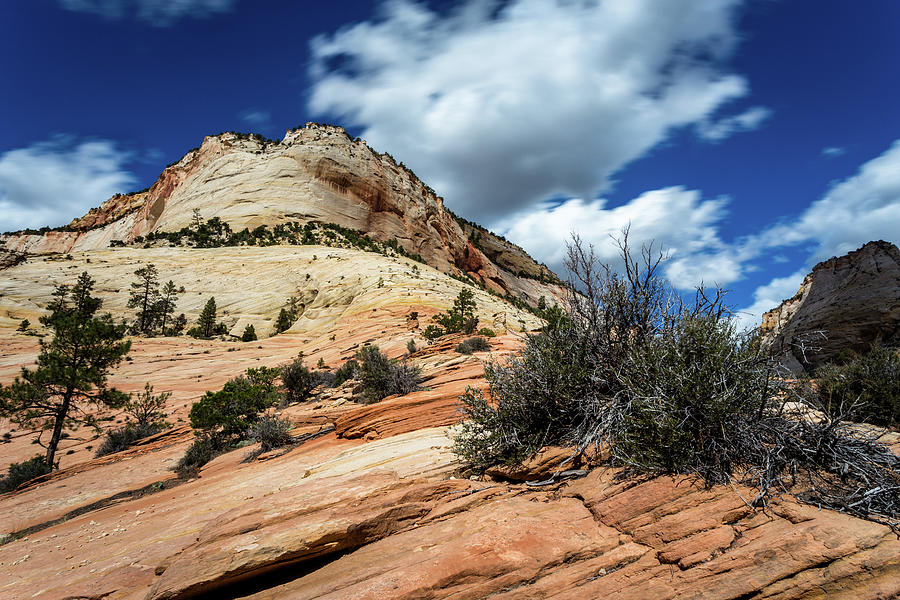 Blue Sky Over Ant Hill Zion National Park Photograph by Andrew Pacheco