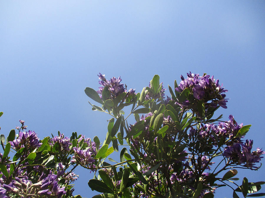 Blue Sky, Purple Tree Photograph by W Craig Photography