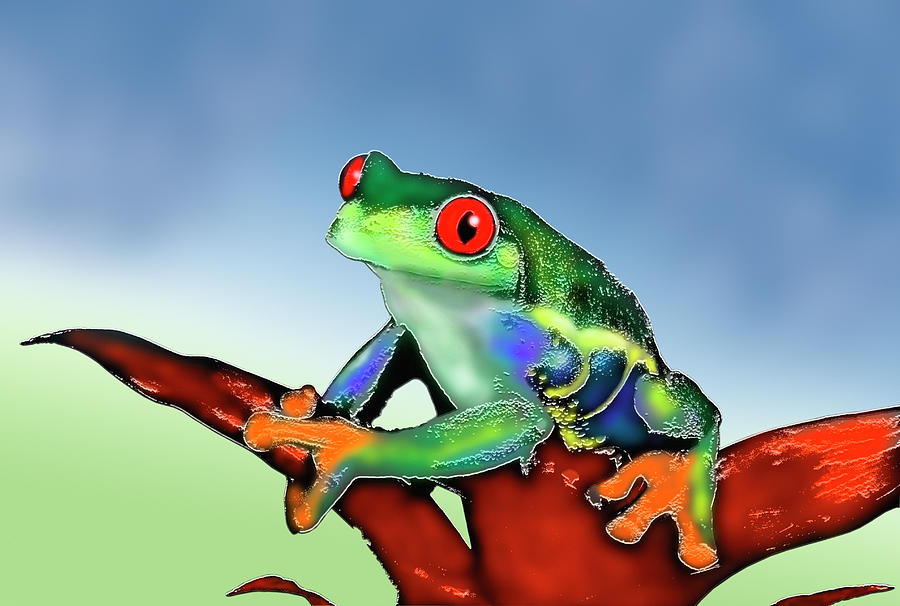 blue red eyed tree frog