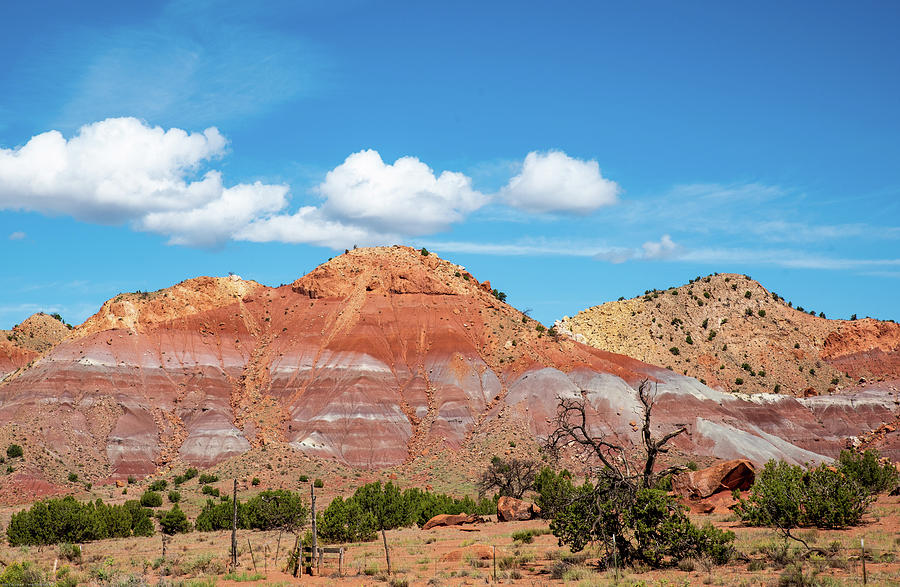 Blue Sky Red Rock and Scraggly Juniper Photograph by Tom Cochran