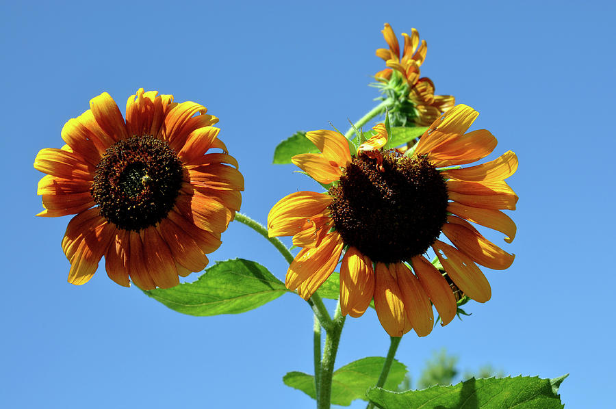 Blue Sky Sunflowers Photograph by Rick Hansen