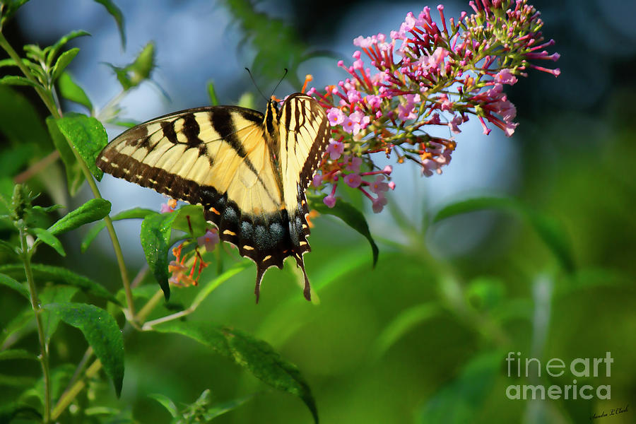 Blue Sky Swallowtail Photograph by Sandra Clark