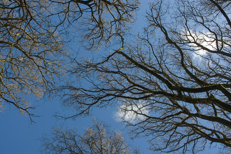 Blue sky through bare tree branches Photograph by Lyn Holly Coorg