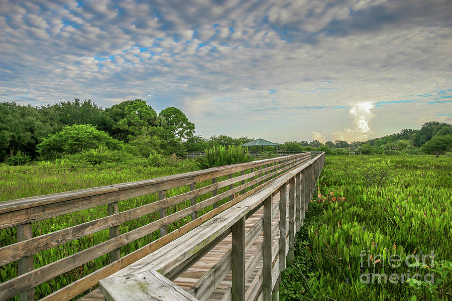Blue Sky Wetlands Boardwalk Photograph by Tom Claud