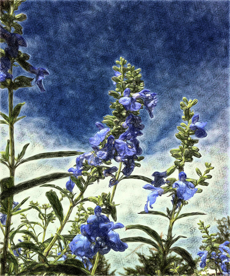 Blue Sky with Blue Salvia  Mixed Media by Shelli Fitzpatrick