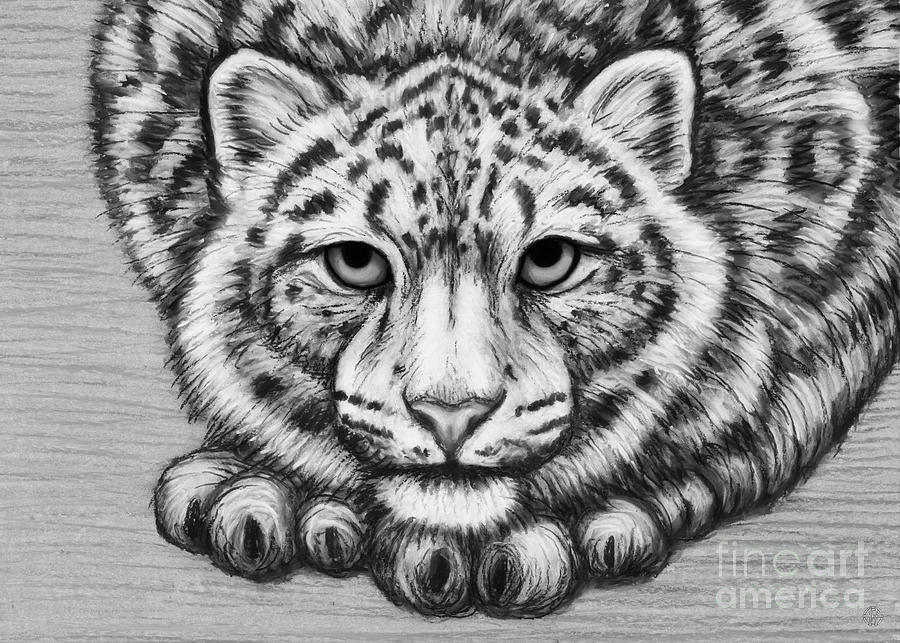 Blue Snow Leopard. Black and White Drawing by Amy E Fraser