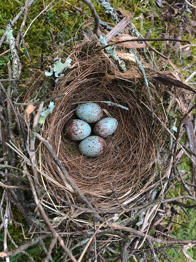Blue Speckled Mockingbird Eggs Photograph by Kathy Clark