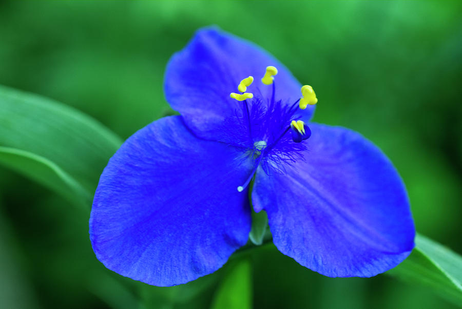 Blue Spiderwort Flower Macro Photograph