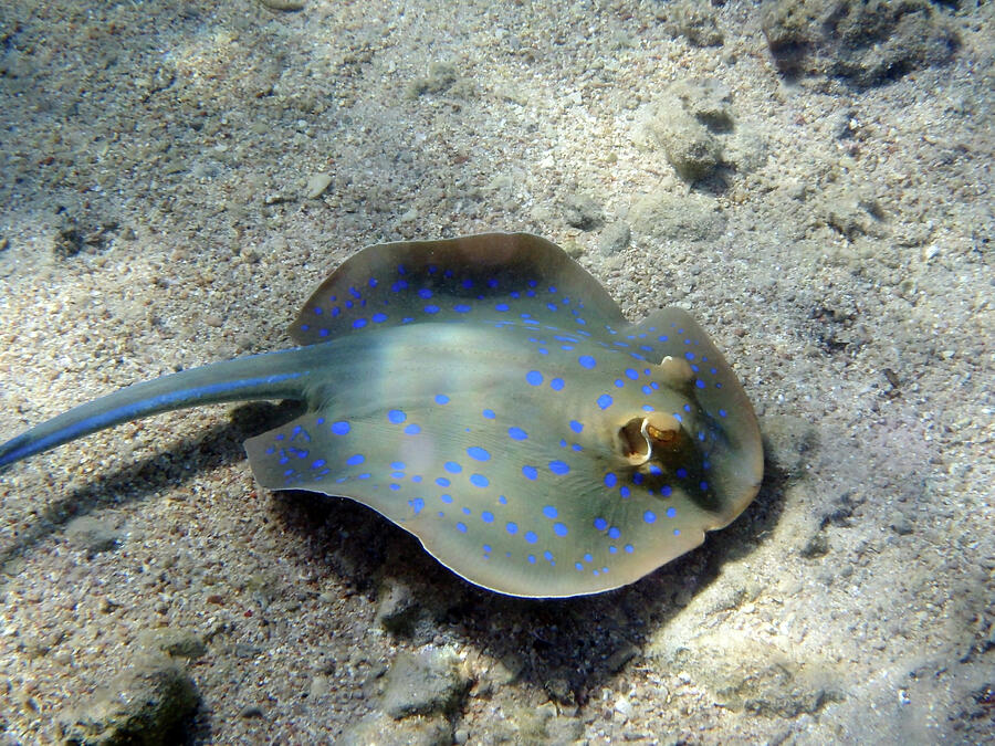 Blue Spotted Stingray In The Red Sea Photograph by Johanna Hurmerinta