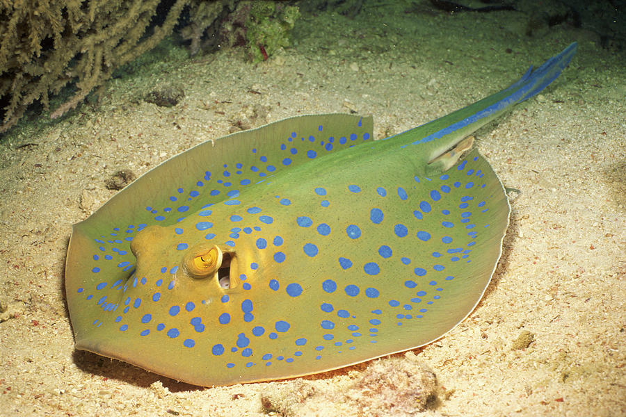 Blue-spotted stingray on ocean floor Photograph by Comstock