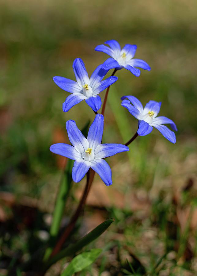 Flower Photograph - Blue Spring Flowers Chionodoxa by Marlin and Laura Hum