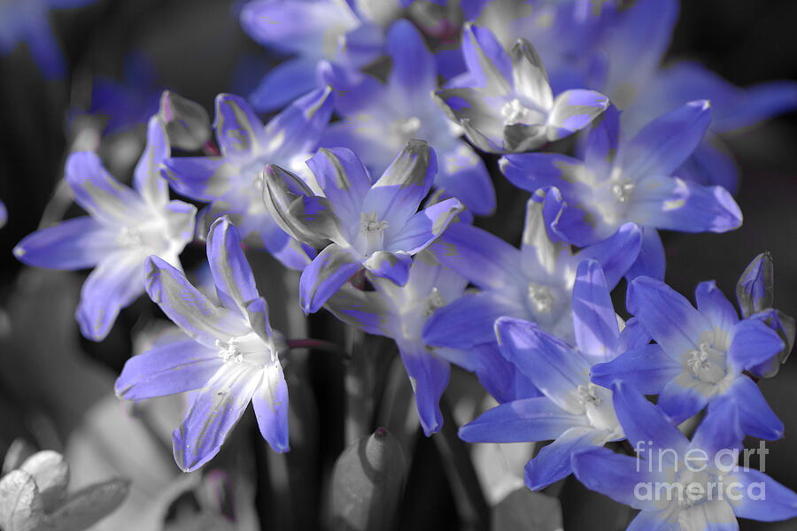 Flower Photograph - Blue Spring Flowers in Iowa by Scott Mason Photography