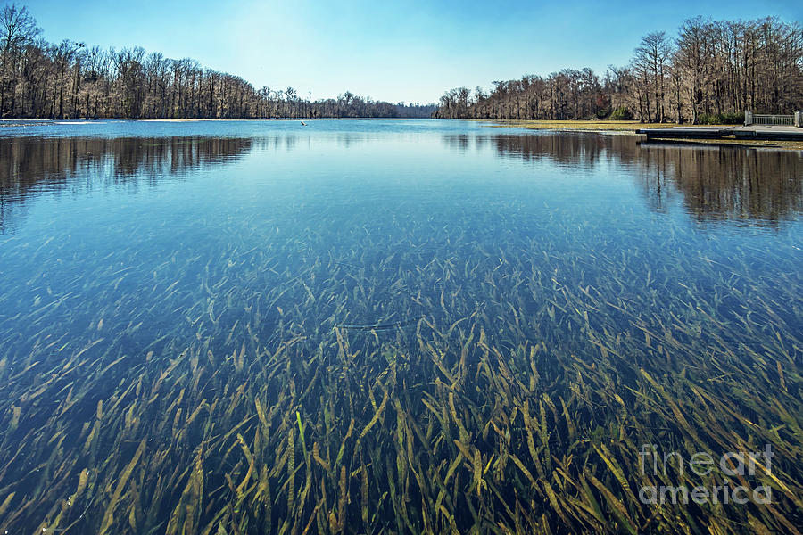 Blue Spring Merritt's Mill Pond Florida Photograph by Joan McCool ...