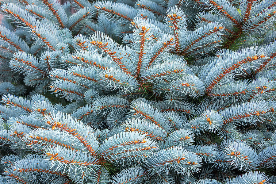 Blue Spruce-1 Photograph by John Kirkland