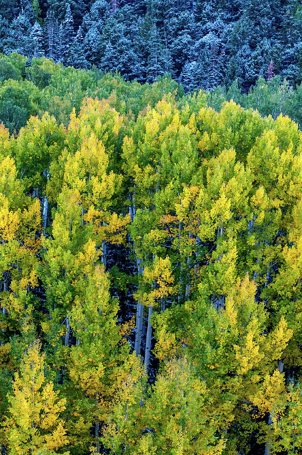 Blue Spruce And Golden Aspen Photograph By Andy Schwartz 