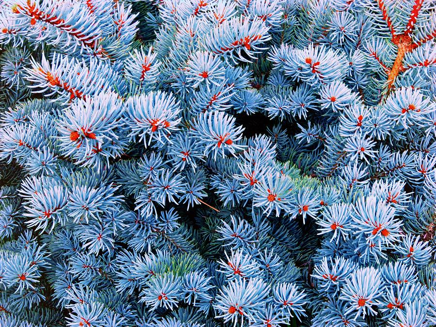 Blue Spruce Photograph by Anne Thurston