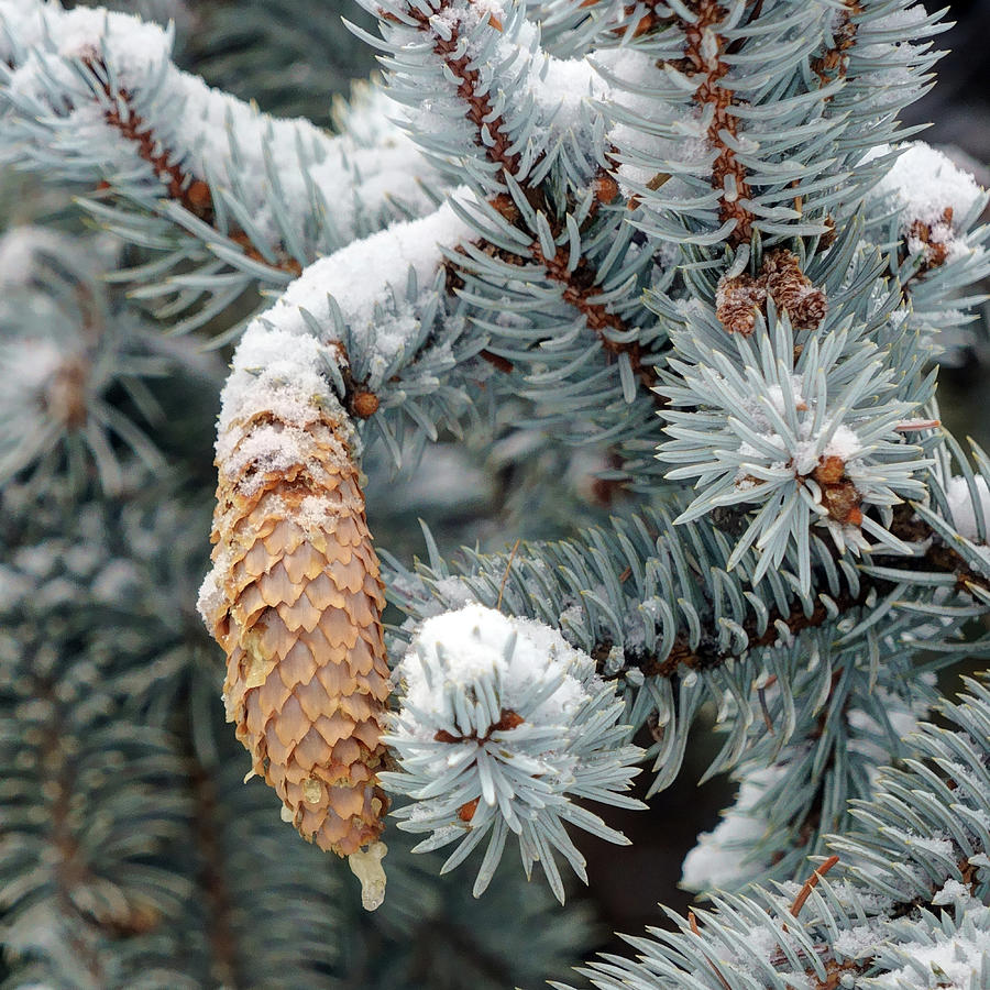 Winter Photograph - Blue Spruce in Winter by Nikolyn McDonald