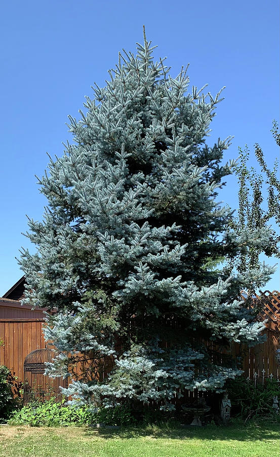 Blue Spruce Photograph by Pamela Booth - Fine Art America