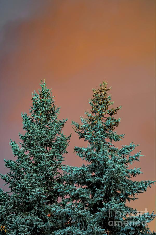 Blue Spruce Red Sky Photograph by Jon Burch Photography