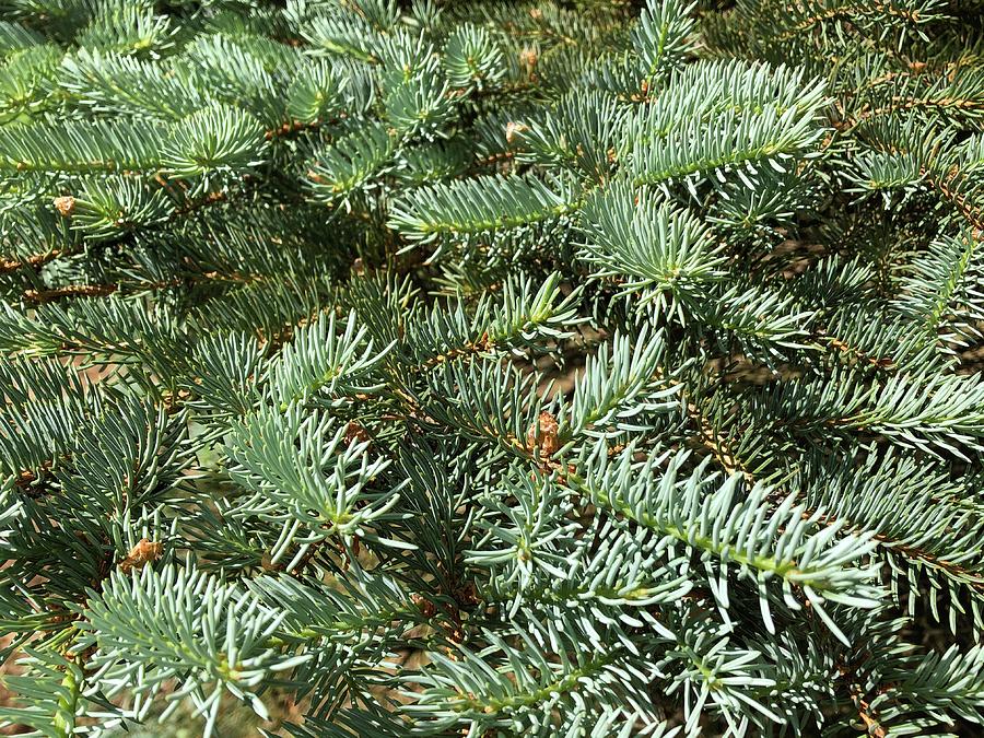 Blue Spruce Tree and Needles Photograph by Sarah Fox Wangler