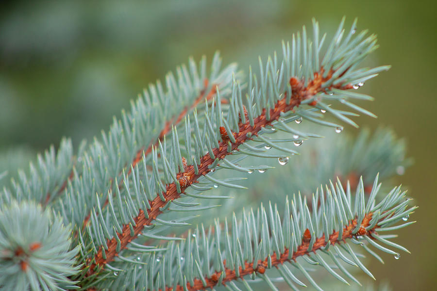 Blue Spruce With Raindrops Photograph
