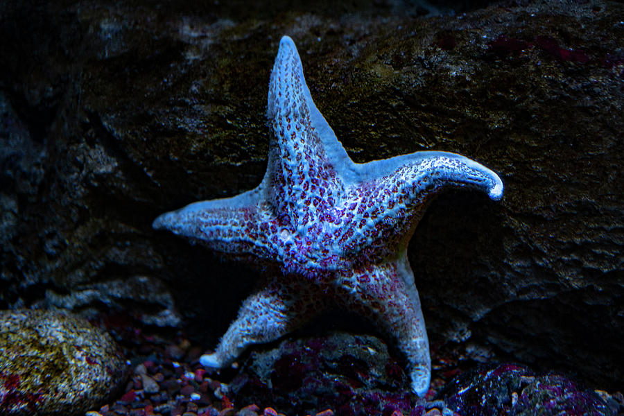 Blue Starfish Photograph