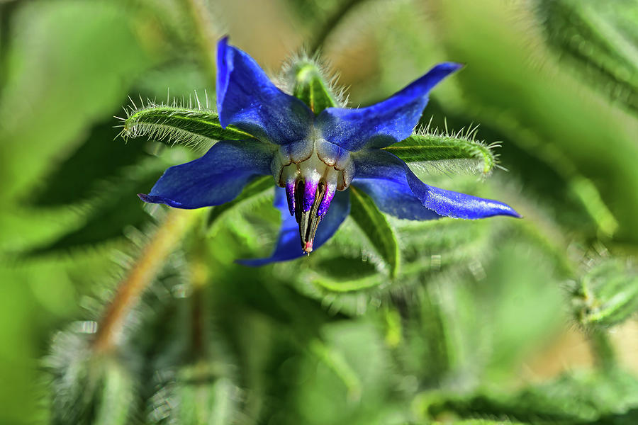 Blue Starflower Photograph by Alana Thrower