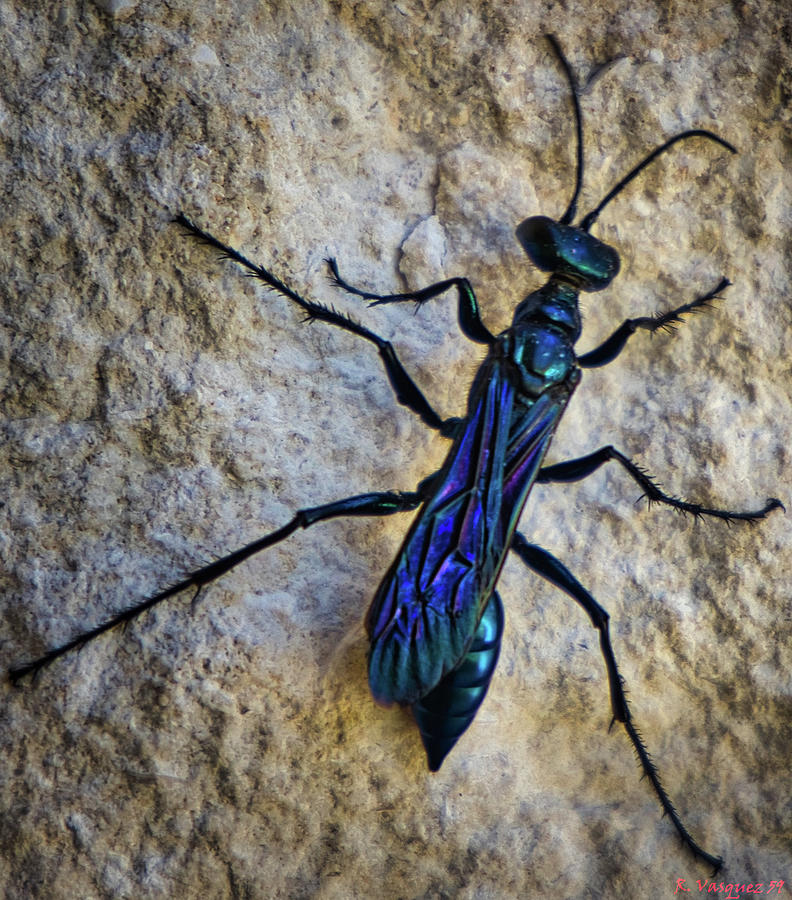 Steel Blue Chlorion Aerarium Wasp 2 Photograph by Rene Vasquez
