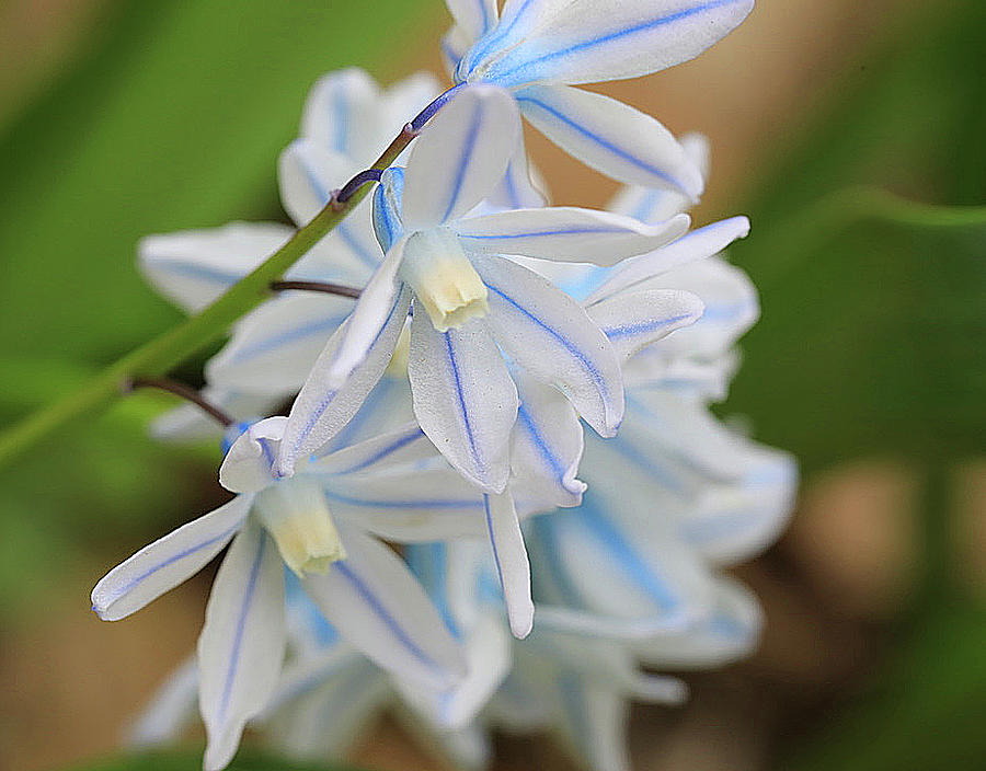 Blue Striiped Spring Flower Photograph by Tina M Daniels   Whiskey Birch Studios