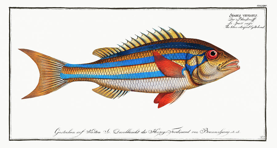 Blue-striped Gilt-head fish Mixed Media by World Art Collective