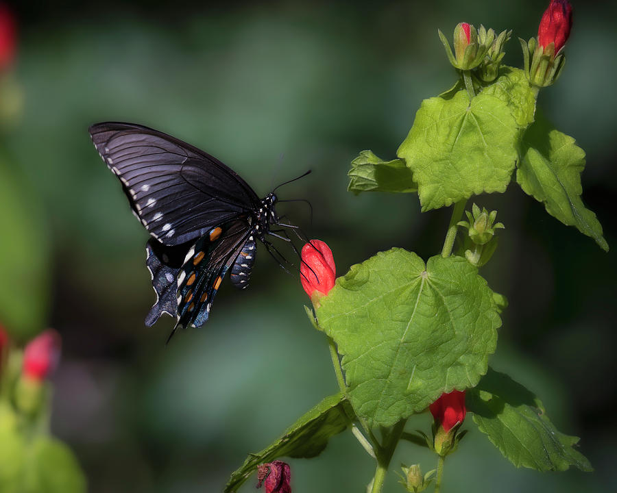 Blue Swallowtail  Photograph by Cheri Freeman