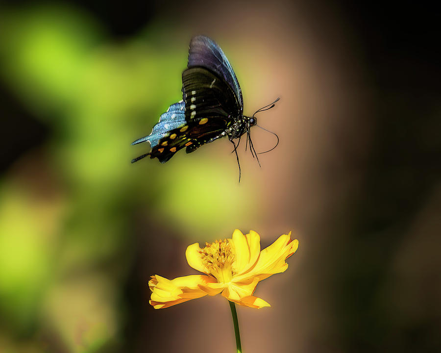 Blue Swallowtail in Flight Photograph by Cheri Freeman
