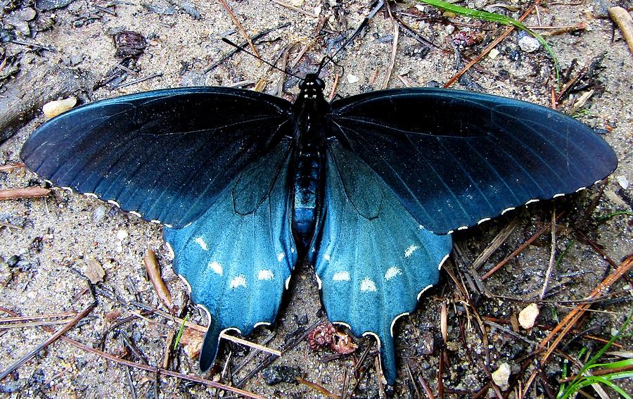 Blue Swallowtail Photograph