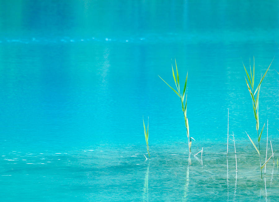 Blue swamp Photograph by Isogawyi