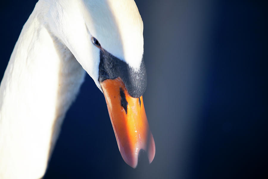 Blue Swan Photograph