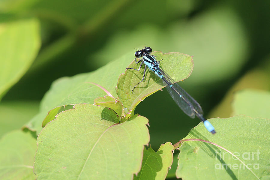 Blue-Tailed Damselfly Photograph by Tom Doud
