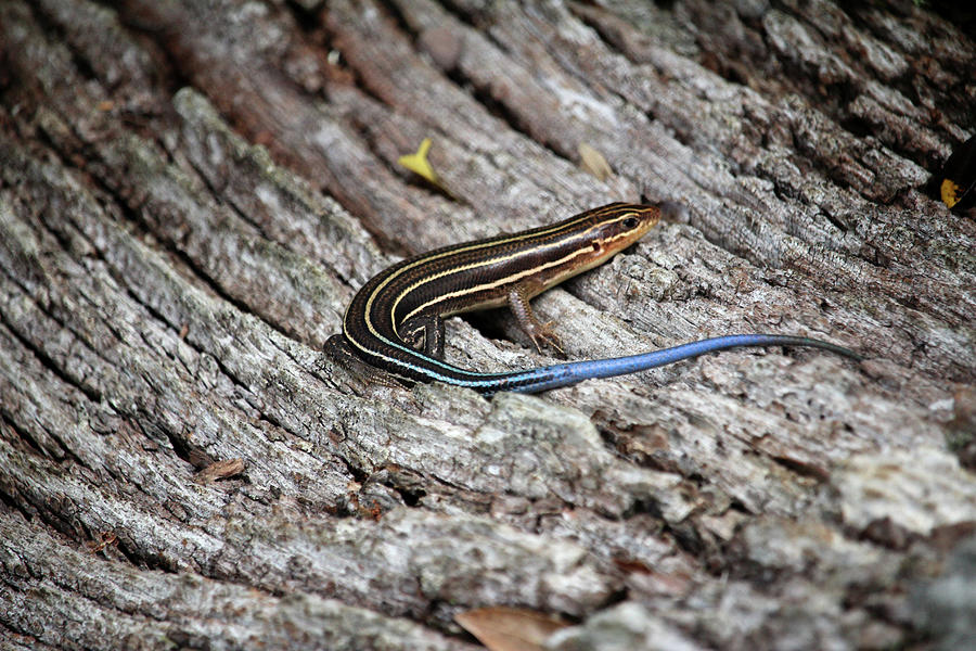 Blue-tailed Skink Photograph by Cynthia Guinn