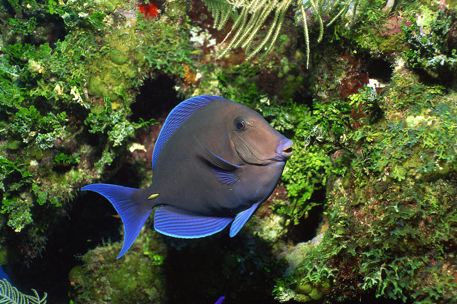 Blue tang school grazing on algae-covered coral Photograph by Comstock