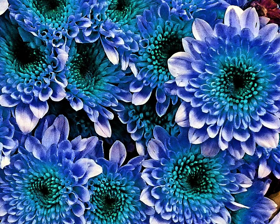 Blue Teal Daisies Photograph by Andrew Lawrence